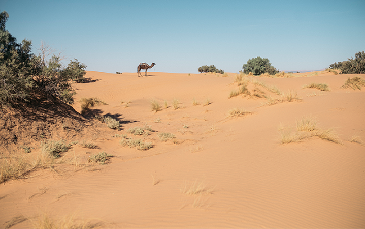 moroccosaharaguide_camel